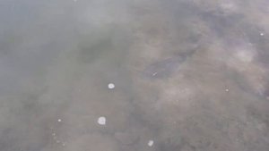 РЫБАЛКА в ЯПОНИИ. Рыба живущая в горных японских реках в префектуре ХЁГО