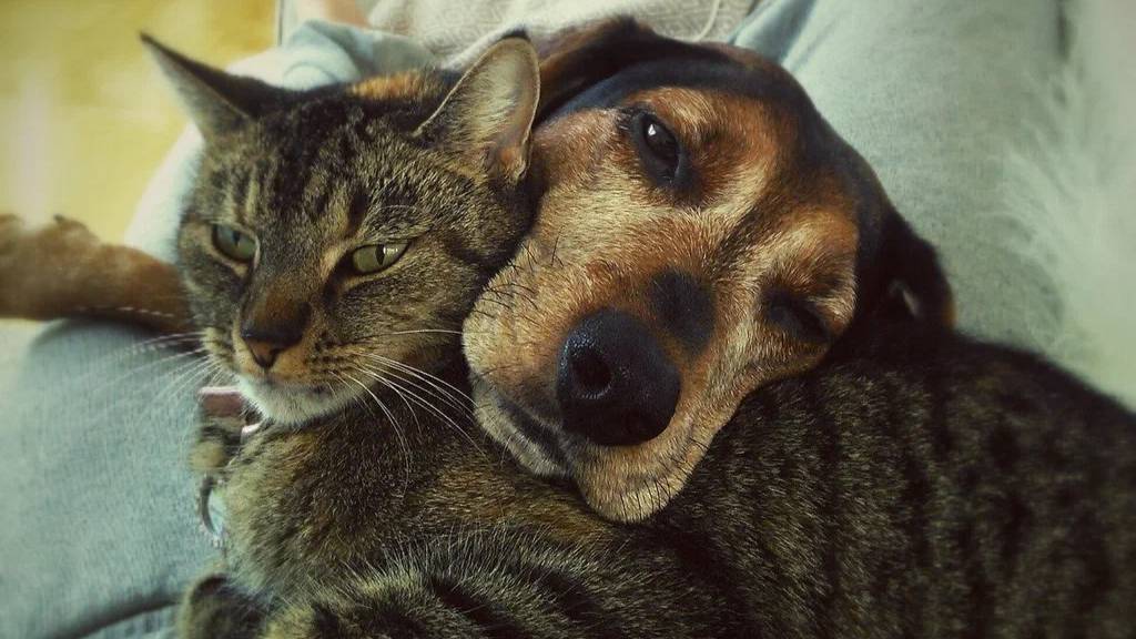 Лучшие Смешные Видео про Животных! Милые Животные, Забавные Котики и Собачки! Смотреть и Радоваться смотреть онлайн