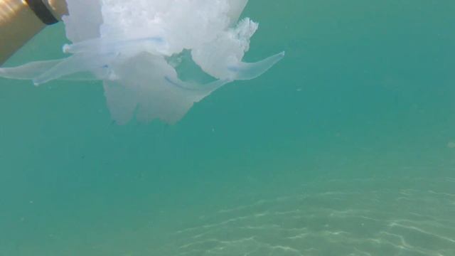 Медуза в Кобулети(27.09.23) смотреть онлайн