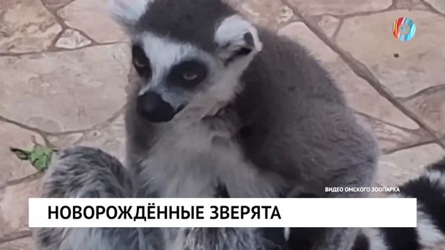 Новорождённые зверята