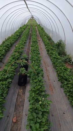 первый сбор клубники в 2025 году 🍓🍓🍓#клубника #огород #садоводничество #дача #сад #garden #землян