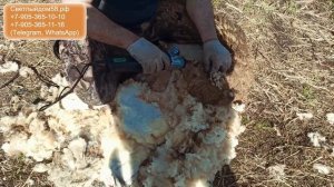 Машинка для стрижки овец. Лучшая, хорошая, надёжная, недорогая, качественная, немецкая, советская
