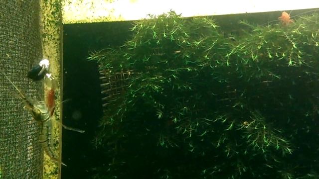 Leandr Shrimp 3 смотреть онлайн