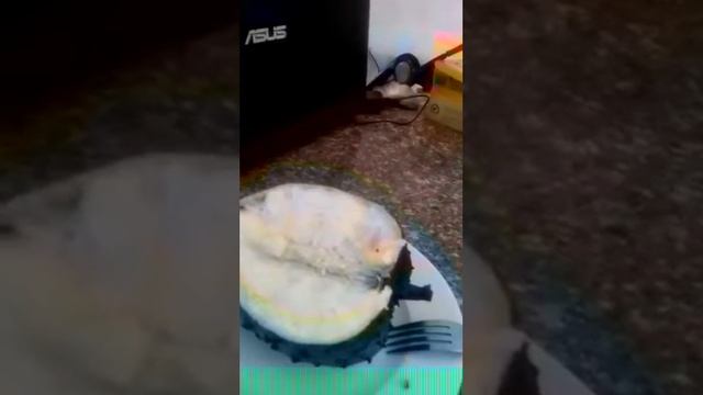 Вьетнам,Нячанг,фрукт смотреть онлайн