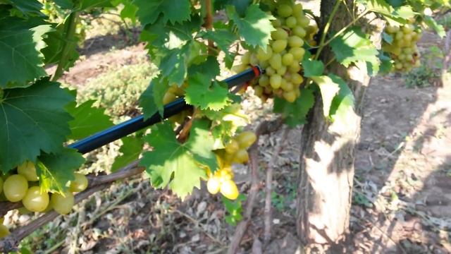 20160821 Виноград Аркадия смотреть онлайн