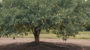 Какими удобрениями подкармливать грушу осенью для хорошего урожая - Деревья