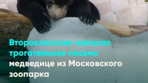 Второклассник написал трогательное письмо медведице из Московского зоопарка