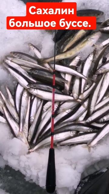 Сахалин рыбалка 25.12.2022 смотреть онлайн