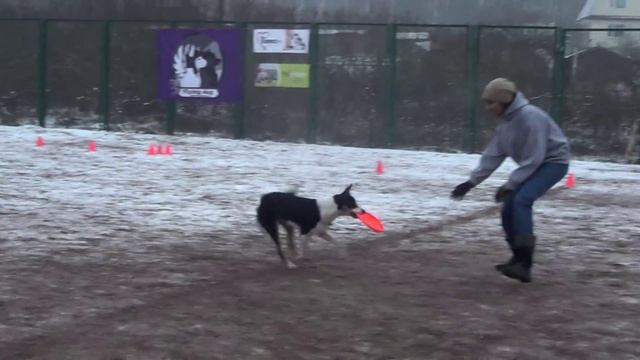 Широкова Вика и Джей фризби в красном селе 23.11.14 смотреть онлайн