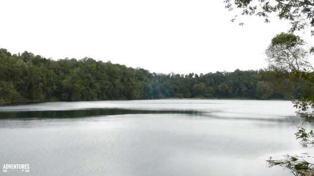 Atherton Tablelands Rainforest Tour at Night in Australia 4K