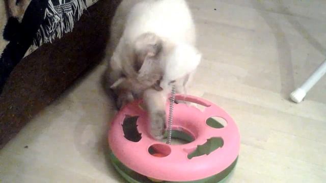 Игрушка для кота.Katzenspielzeug.Toy for cat.
