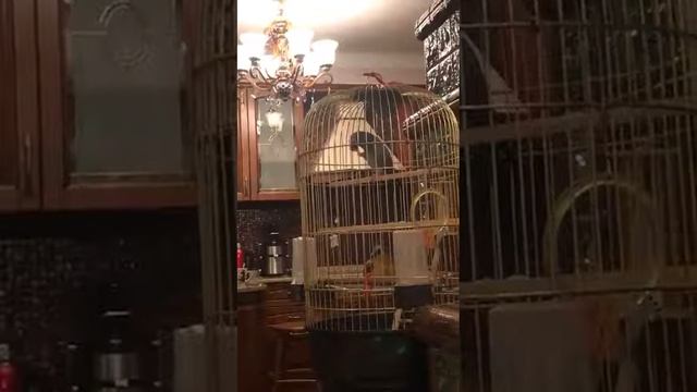 Красавчик - говорящий попугай из Аврора СПА отель! Любит петь. смотреть онлайн