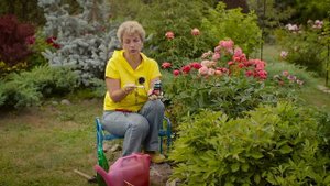 Пионы в августе - подкормки и уход