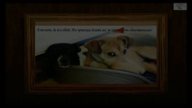 Приют «Умка», Московская обл., г.  Одинцово смотреть онлайн