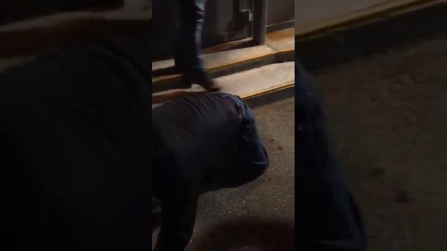 Пьяный дебошир на Лермонтовской смотреть онлайн