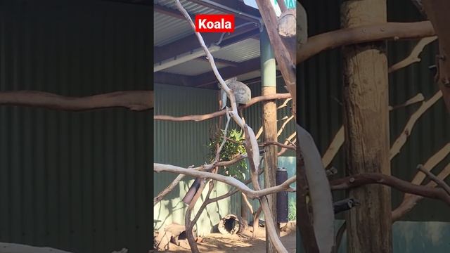 koala when awake #shorts #reels #shortsfeed смотреть онлайн