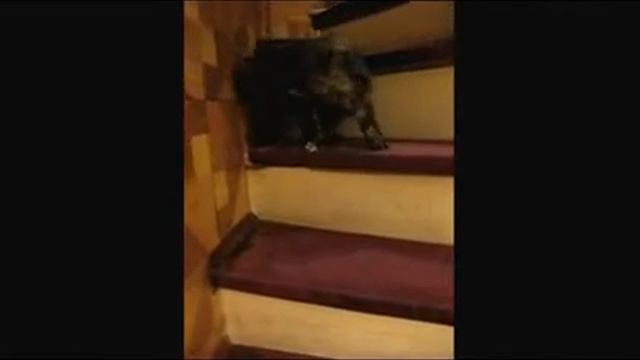 Вальсирующая кошка.flv смотреть онлайн