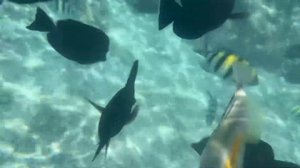 ЛУЧШИЙ РИФ в ЕГИПТЕ ⁉️🇪🇬 JAZ FANARA RESORT 🐠 Шарм-эль-Шейх 2024 Coral and fish 😍