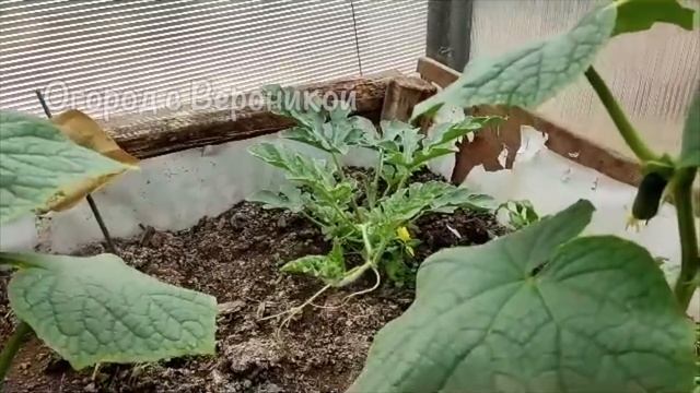 Одна ложка под огурцы и урожай будет огромным. В 10 раз больше огурцов после такой подкормки! смотреть онлайн