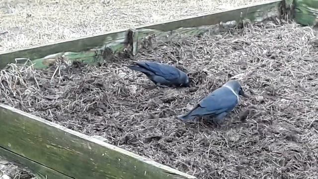 Галки перелопачивают землю смотреть онлайн