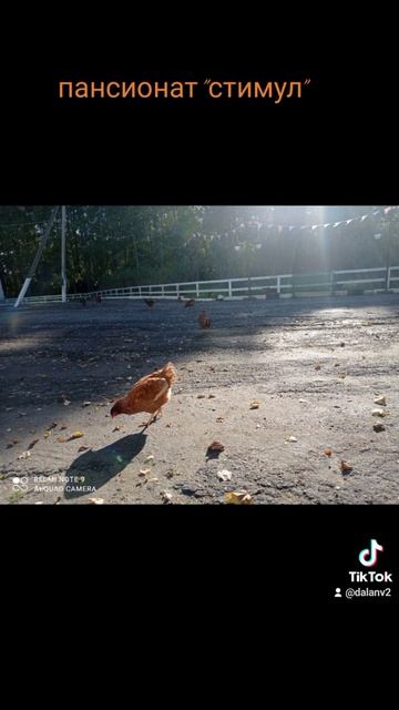 пансионат для пожилых людей и инвалидов "СТИМУЛ " смотреть онлайн