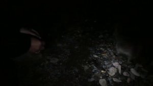 Грекова Щель! Еноты.