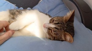 Василиск #котик