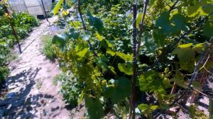 Неукрывные формы винограда В. Кашича. как перезимовали.