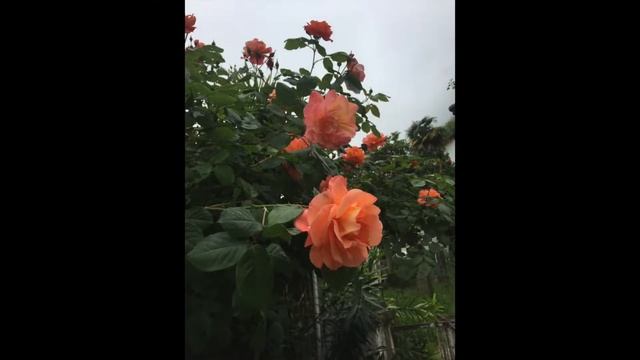 АБХАЗИЯ смотреть онлайн