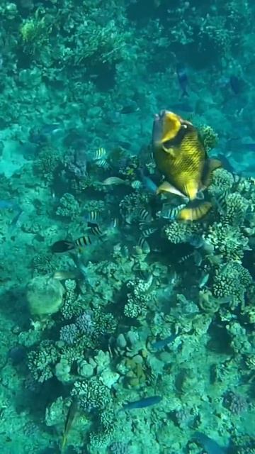 Time for diving. Бухта Sharks bay.Egypt. Red Sea. Египет. А теперь дайвинг. Шарм эль Шейх. Египет смотреть онлайн