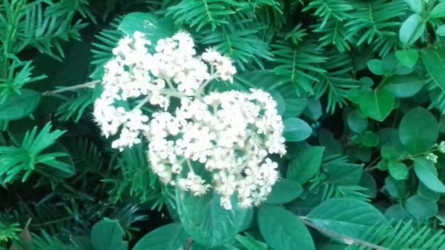 Fleurs de cotoneaster laiteux смотреть онлайн