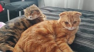неразлучники🥰😸🐱
