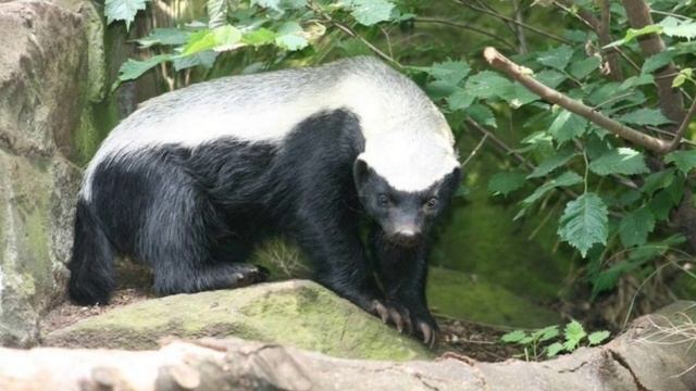 Медоед🦡🦡Звуки и фотографии медоеда смотреть онлайн