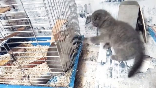 Знакомство шиншиллы и котенка😍 смотреть онлайн