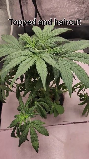 Quick trim and Top sesh смотреть онлайн