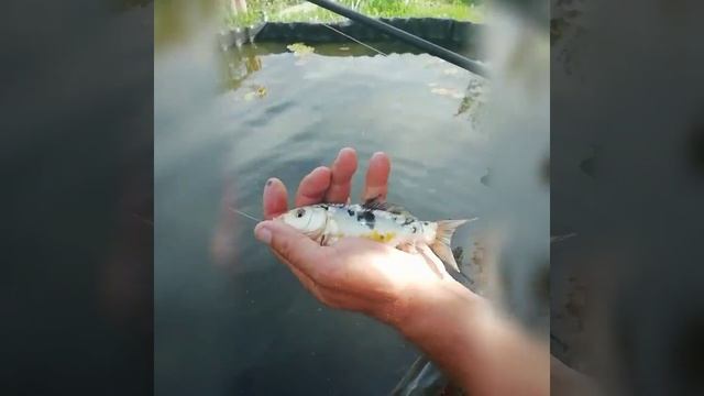Карп Кои в домашнем пруде смотреть онлайн