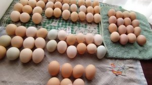 Интересно что получится / размеры загона для коз / ругаю Ириску / деревенская жизнь.