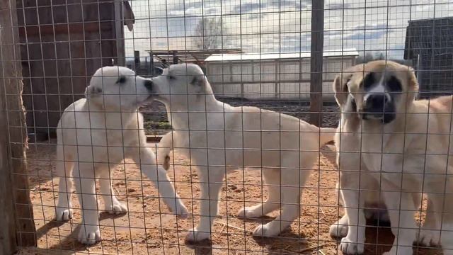 Щенки САО, 3 мес (помет «Р») смотреть онлайн