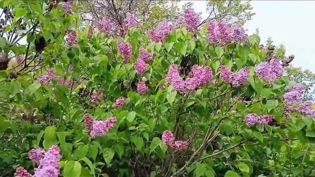 Сирень