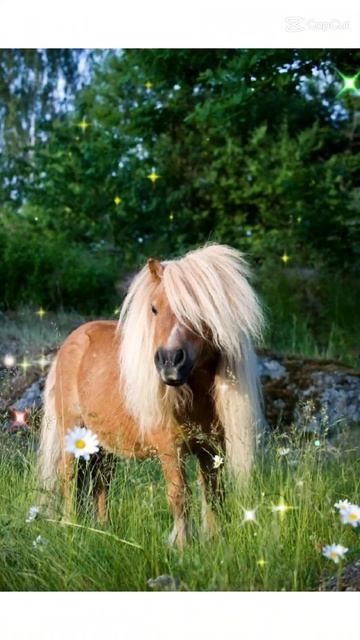 shetland pony смотреть онлайн
