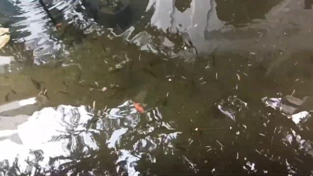 Дюльбер. Золотые рыбки.