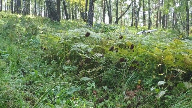 Поход с детьми 2018 (высота 706 метров) смотреть онлайн