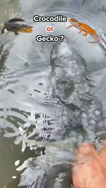 Is this a baby crocodile 🐊 or a gecko? 🦎 смотреть онлайн