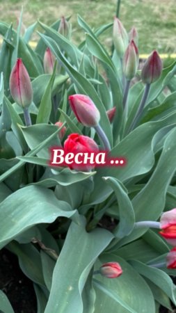 Весна пришла…