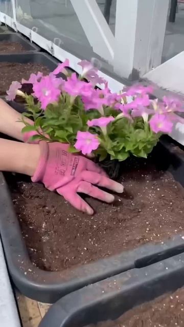 Огромная петуния Альбертина ❤️ цветы не большие, а о она сама с легкосиью освоила 45л. 1шт