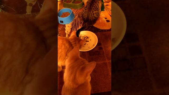 Папа Василёк пришёл на ужин.(Хвост в рыбе.) смотреть онлайн