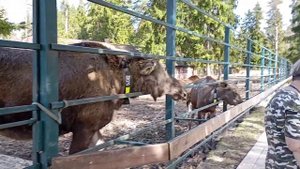 Лосиная ферма. Кострома