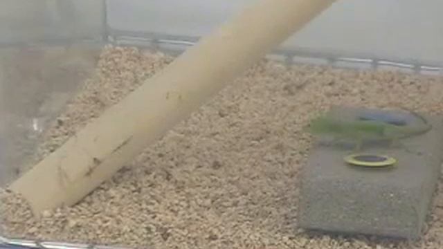 Anolis evermanni - Movie S1 смотреть онлайн