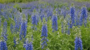 Какие садовые цветы превращаются в сорняки. - Советы для цветника