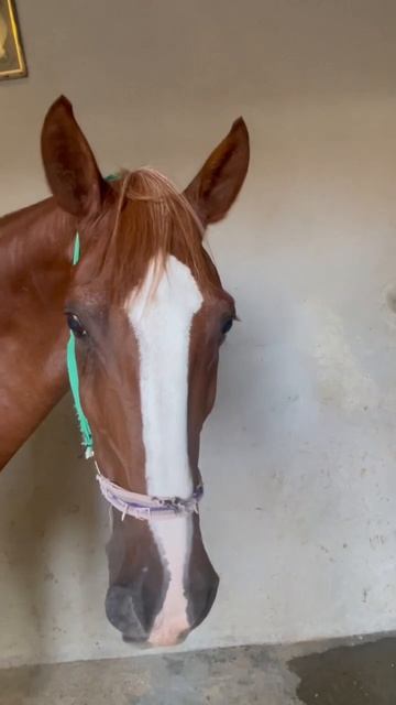 Конюшни отеля Hotel Rixos Premium Magawish. Egypt. Hurghada. Египет. Отель Риксос. Хургада. смотреть онлайн